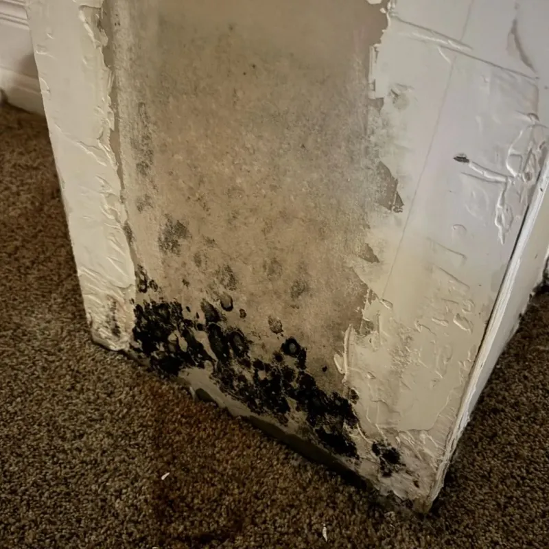 Professional Mold Removal in Farmington, UT